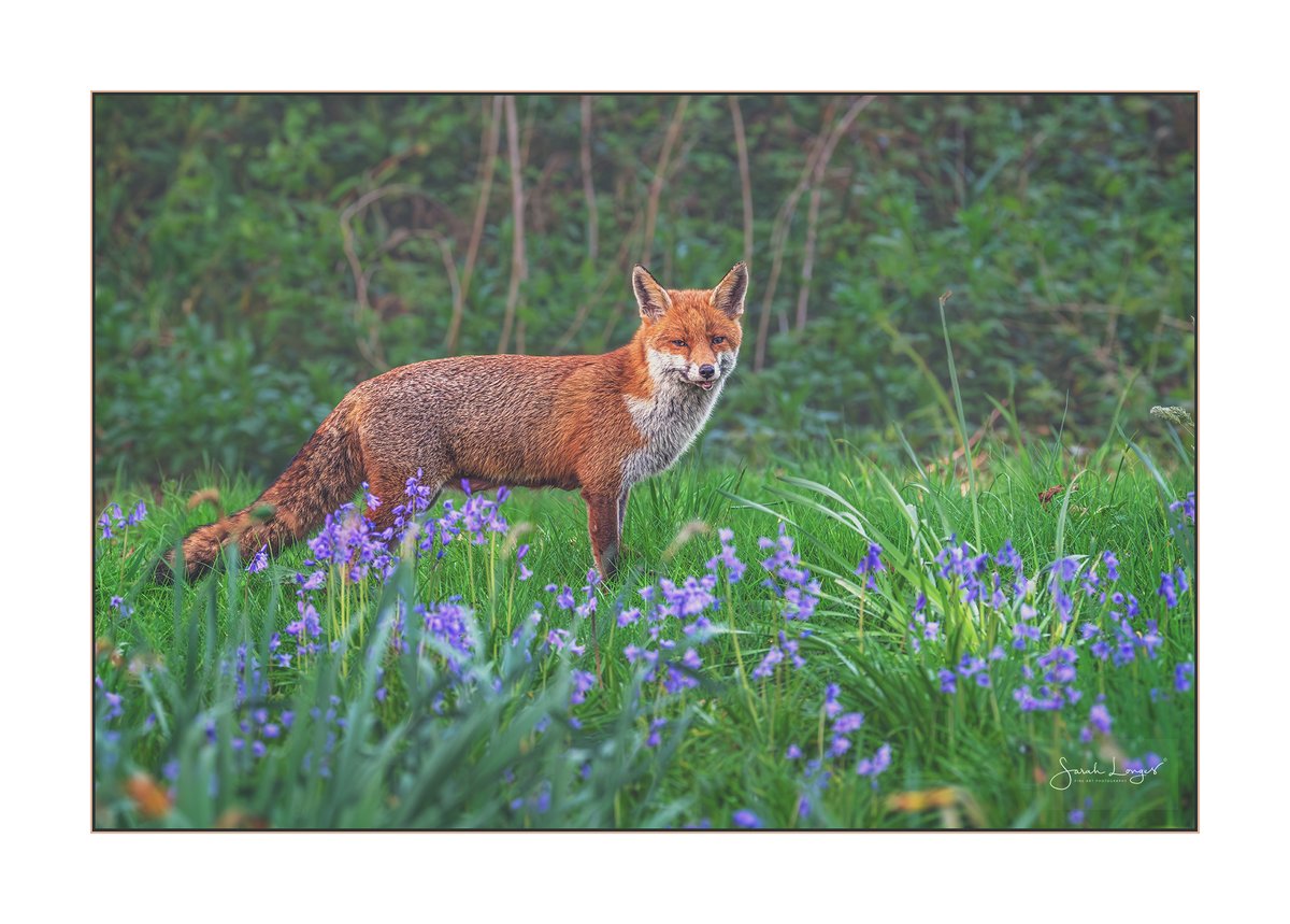 Beyond The Bluebells #Sharemondays2024 #FoxOfTheDay Delighted to see Inari now she's venturing a bit further from the birthing den to hunt 😊 She's looking well & is heavy with milk! I always look for her return among the #bluebells 🦊🪻 #nature #wildlife #fox #mammals