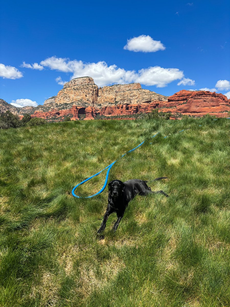 Barley loves the fescue behind 4 green…the members do not😂Big day at Seven Canyons, the first turf intern in club history started today and we’re really excited to have him here from Michigan State. It’s going to be a great summer at 7C!