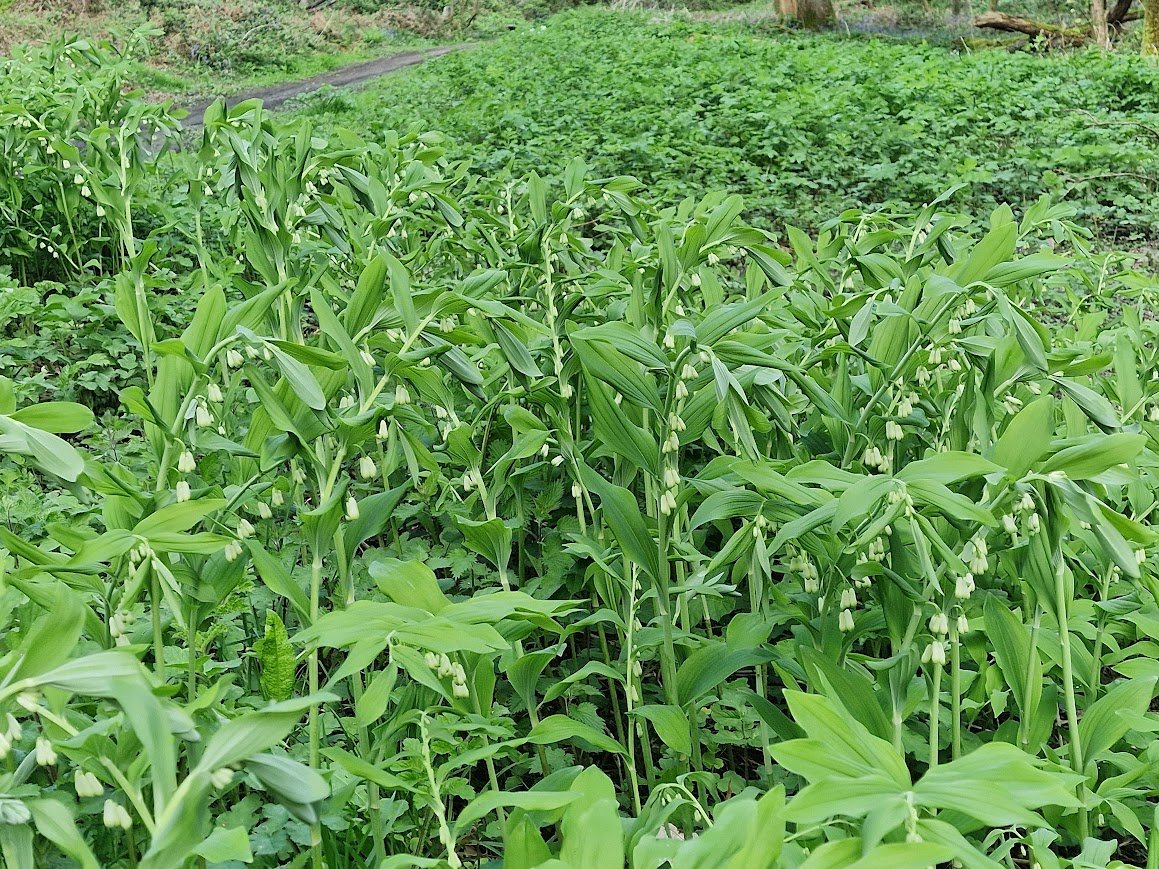 Large clump of Solomon's-seal, Polygonatum multiflorum, in @NESussexandKent Cow and Harry's Woods SSSI @NymansNT West Sussex. Possibly native; probably escaped from cultivation. Whatever; very beautiful. @BSBIbotany