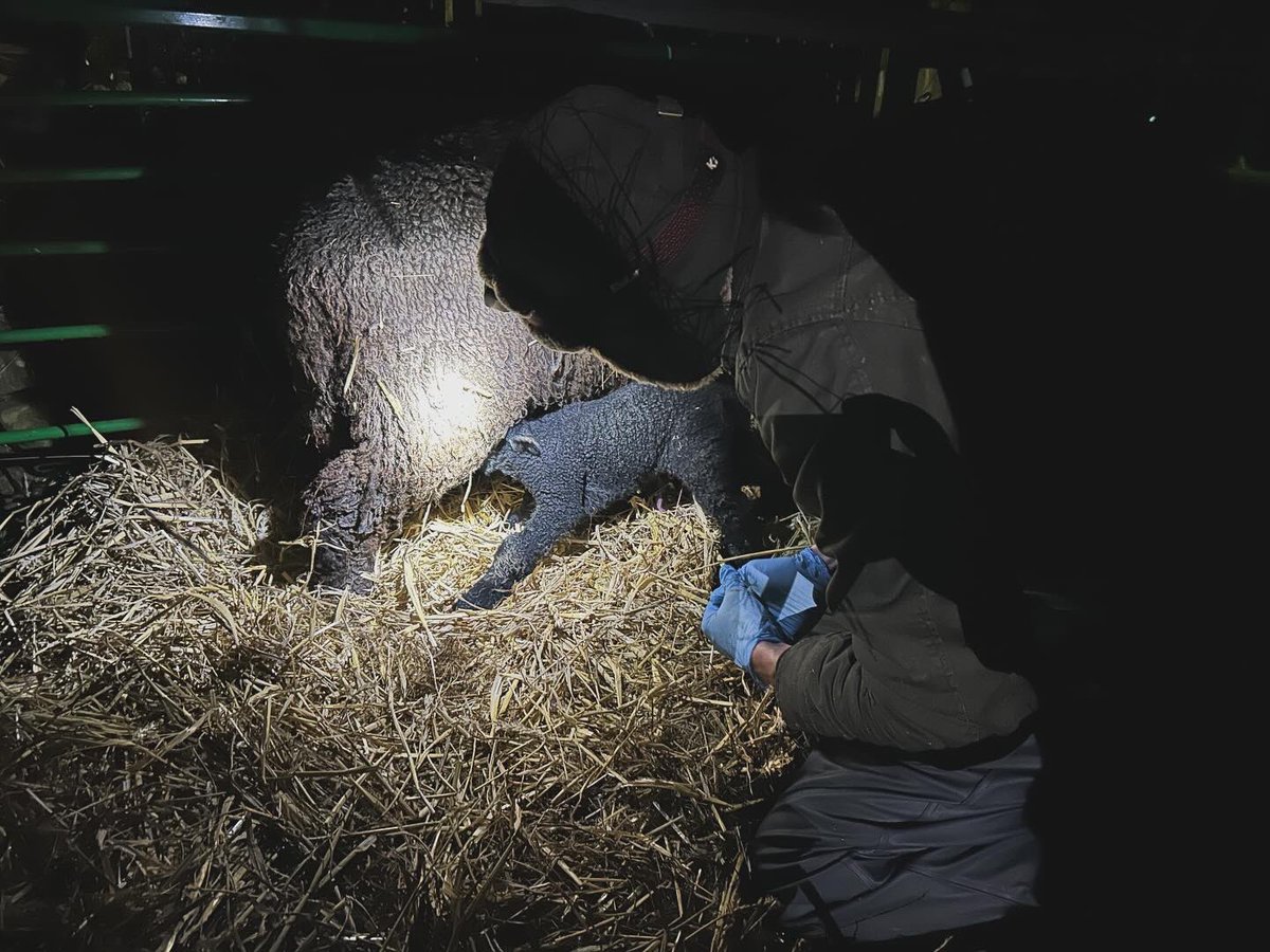 bernardsfarmuk's tweet photo. 🐑 Lambing 2024 🐑

Not been an easy one, so will just leave these here &amp; focus on dryer days uploading (we hope!)

#Lambing #UplandFarming #HillFarm #TenantFarmers #NativeSheep #OutdoorLambing #PeakDistrict #StaffordshireMoorlands https://t.co/mmv0qqCjW6
