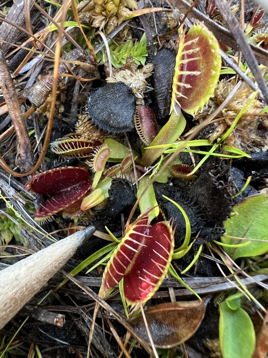 wendi322's tweet photo. Did you know one of the most famous plants that bite back is native to NC?! We explored where more than 55% of Venus flytraps on this planet exist—right in our own backyard! #greenswamp #hollyshelter Thx @NaturalSciences and #ProjectRestore for another awesome weekend! @JMHSJets https://t.co/H6jwIoPsZq