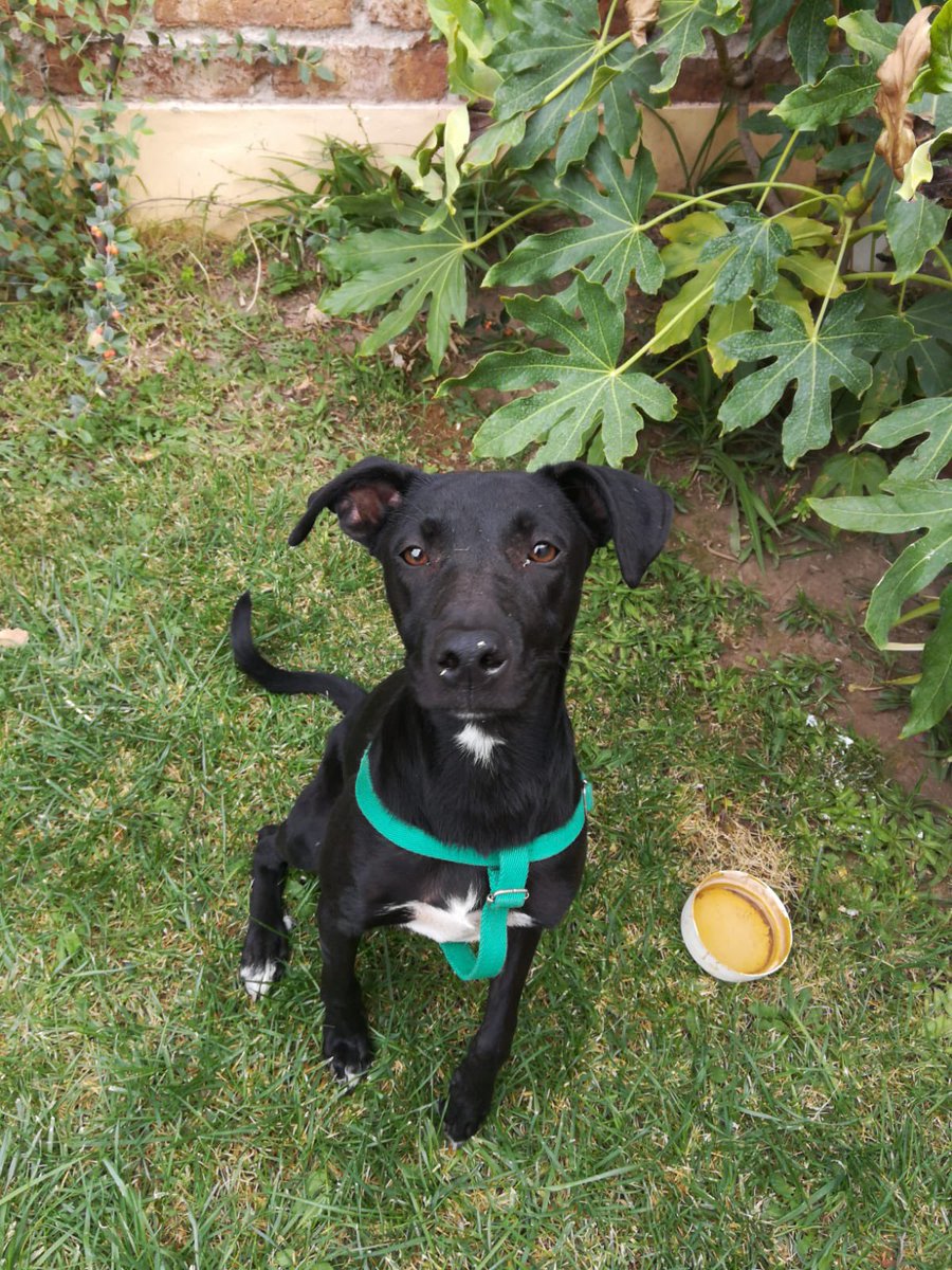 AYÚDAME A ENCONTRARLE UNA FAMILIA🙏🏻 
APARECIÓ EN BARRIO SAN LORENZO CIPO. Cachorra de aprox 6/7 meses según la veterinaria.
Apareció con ese collar color verde 
NO LA PODEMOS TENER EN MI CASA, por favor ayúdame a compartir su foto!!!