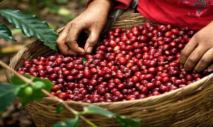 🔵#Chiapas: El estado exportó más de 200 millones de dólares en 2023, destacando bananas y café, con Estados Unidos como principal destino. En enero de 2024, las ventas alcanzaron 9.63 millones de dólares. #ComercioExterior #Café #Banana