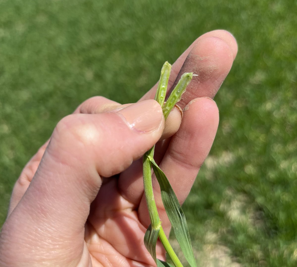 Wheat is coming along nicely. Warm weather helps to speed things along. We will be coming up on optimum MODDUS timing shortly. Mild winter so likely some powdery mildew in wheat this year - protect that potential!