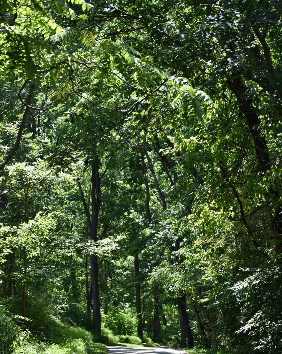 Things you won't need for forest bathing: rubber ducky, soap, shampoo. Things you will need: long pants, closed toed shoes and an interest in 'taking in the forest atmosphere.' Learn more at Norristown Fark Park on April 27. brnw.ch/21wIQvw