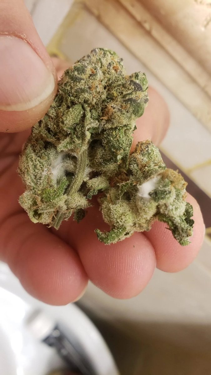 What is the white stuff on this bud?
