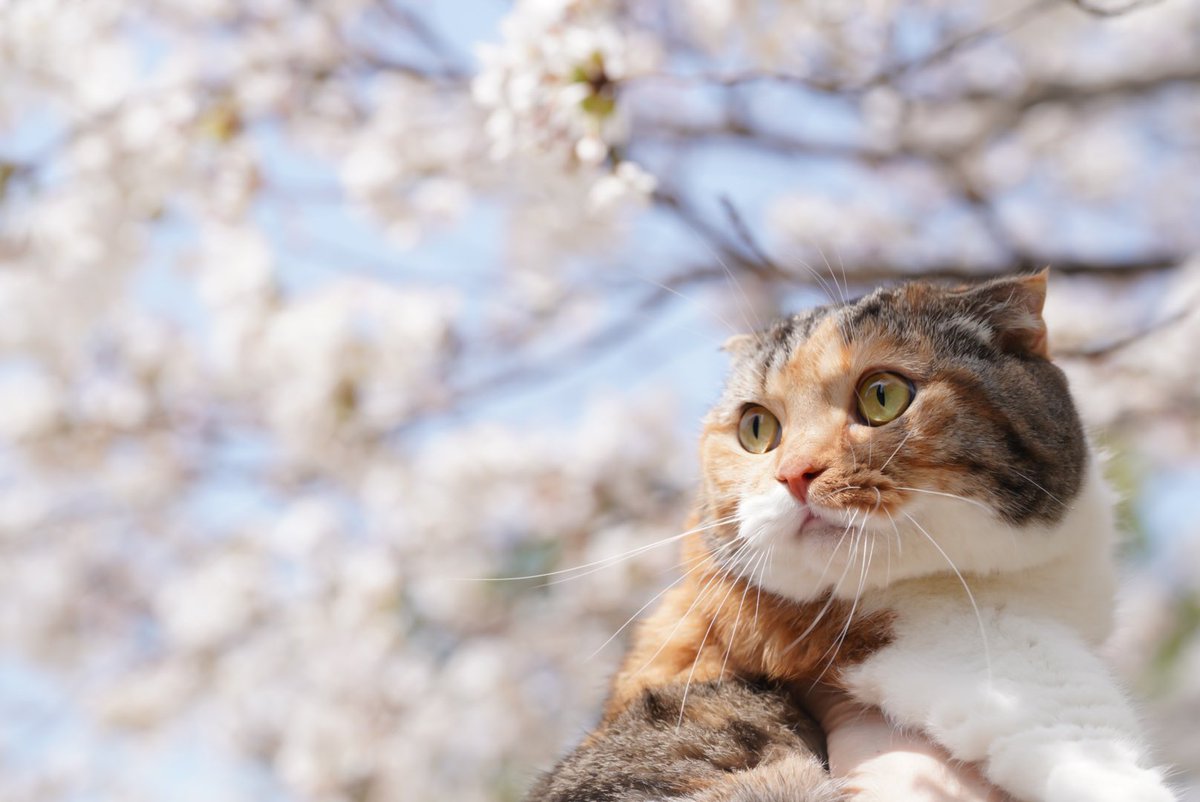 おはようにゃん🌤️ 今年は桜の時期短かったにゃ #猫好きさんと繋がりたい #写真好きな人と繋がりたい