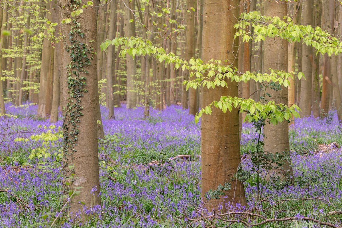 Bluebells in the soft morning light, with some new leaves and creeping ivy 🍃🌿🥀

#Bluebells #CanonR6ii