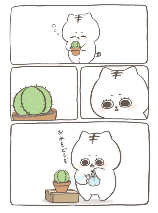 サボテン 水やり 