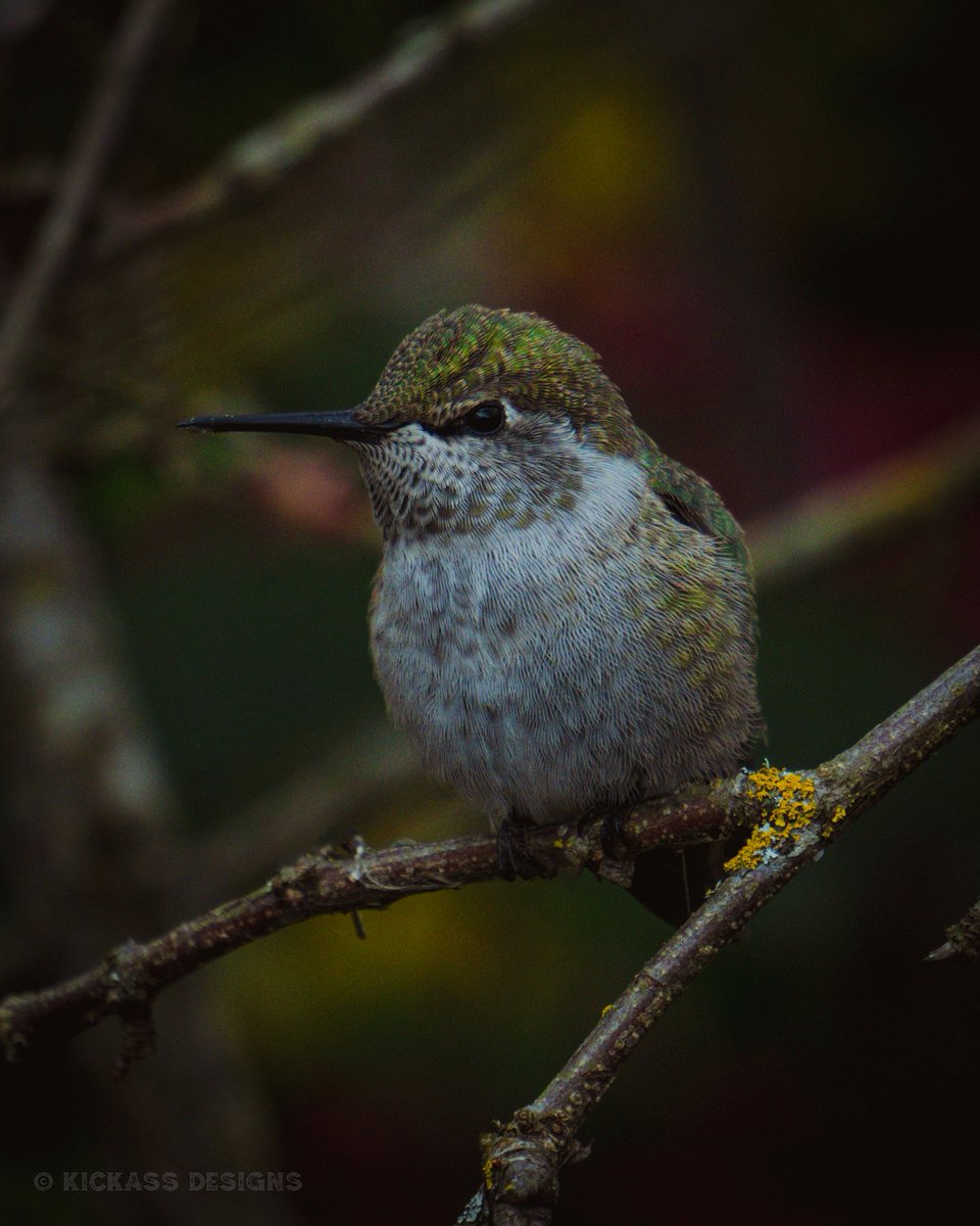 KickassDesigns's tweet photo. I love the colors this time of year 😫🌺🌸🌿 
It’s amazing what you can find when you peek your camera into a red currant shrub 😍 Photos taken on my @sonyalpha 200mm lens 📸 

Not Sponsored! https://t.co/zS0qO2gyb4