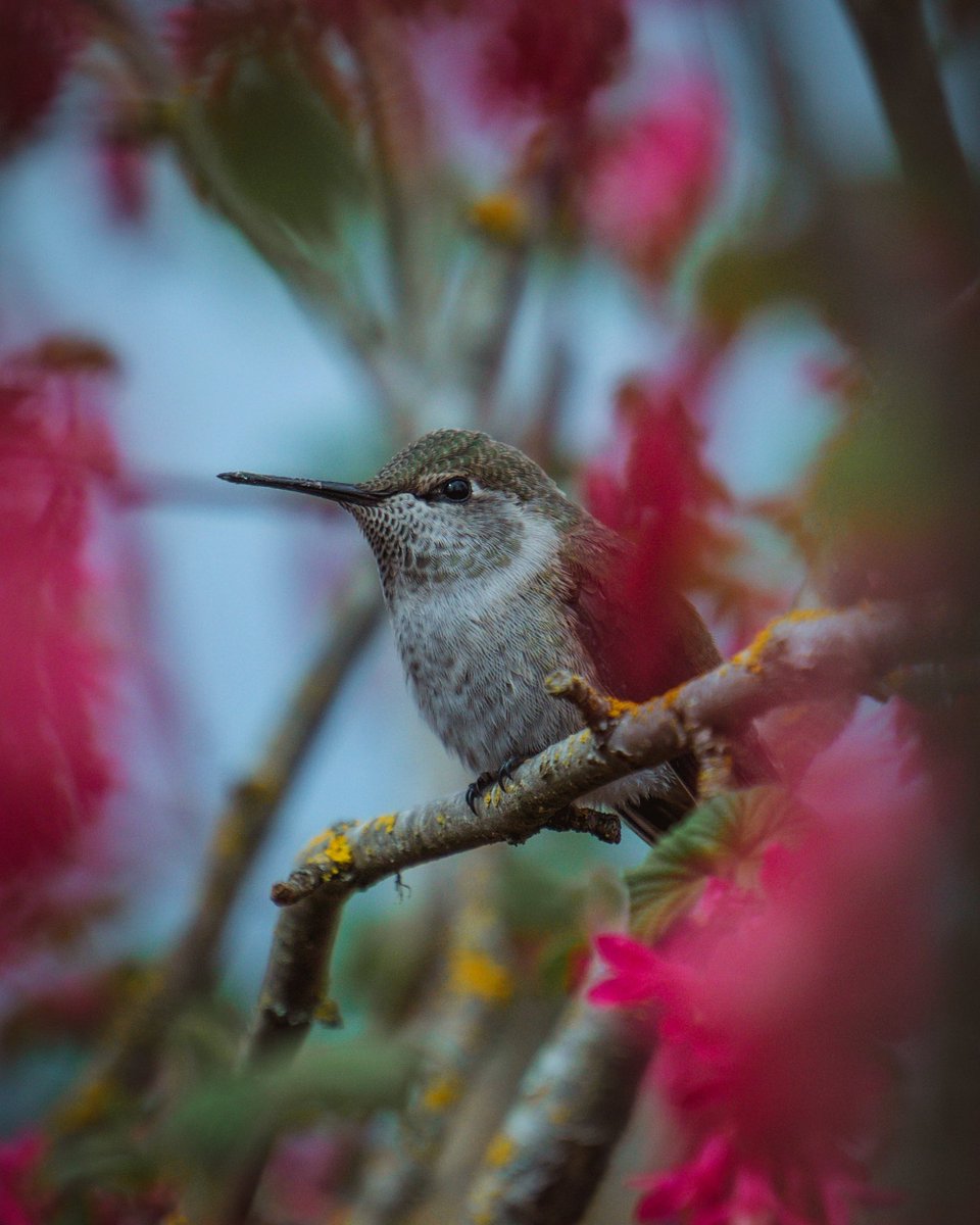 KickassDesigns's tweet photo. I love the colors this time of year 😫🌺🌸🌿 
It’s amazing what you can find when you peek your camera into a red currant shrub 😍 Photos taken on my @sonyalpha 200mm lens 📸 

Not Sponsored! https://t.co/zS0qO2gyb4