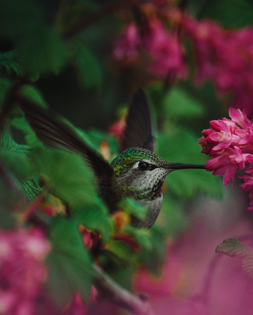 KickassDesigns's tweet photo. I love the colors this time of year 😫🌺🌸🌿 
It’s amazing what you can find when you peek your camera into a red currant shrub 😍 Photos taken on my @sonyalpha 200mm lens 📸 

Not Sponsored! https://t.co/zS0qO2gyb4