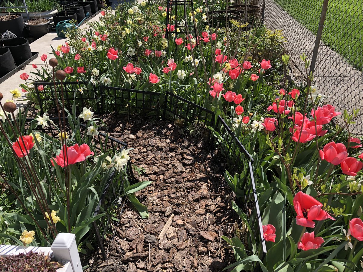 CityMouseGarden's tweet image. We have reached approximately 50% of maximum Main Garden pink. 😍😍😍 #TulipsInSpring