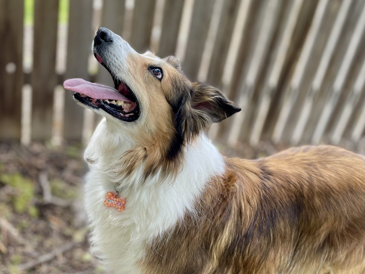 I see you Mr Squirrel!! 🐿️ #dogsofx #dogsoftwitter