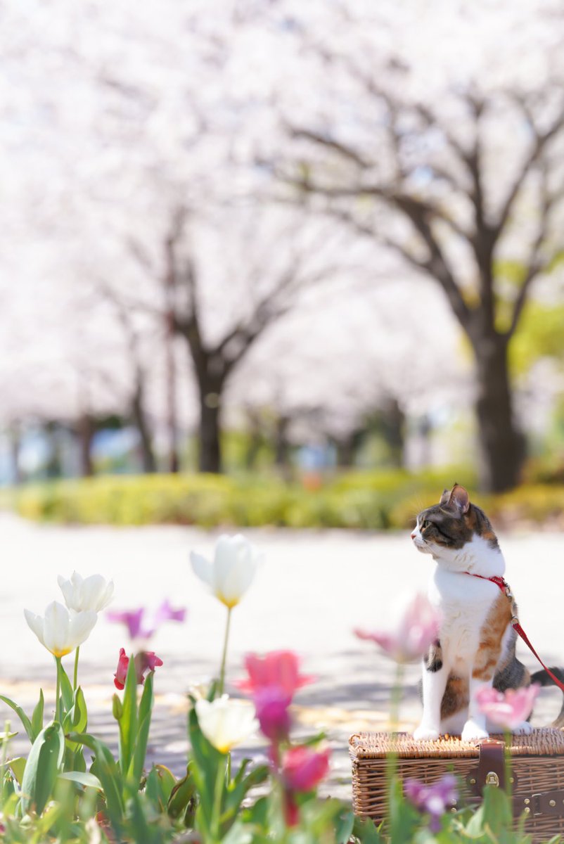 おはようにゃん🌤️ チューリップも桜も綺麗だにゃ🌷🌸 こゆき🐈 #猫好きさんと繋がりたい #写真好きな人と繋がりたい