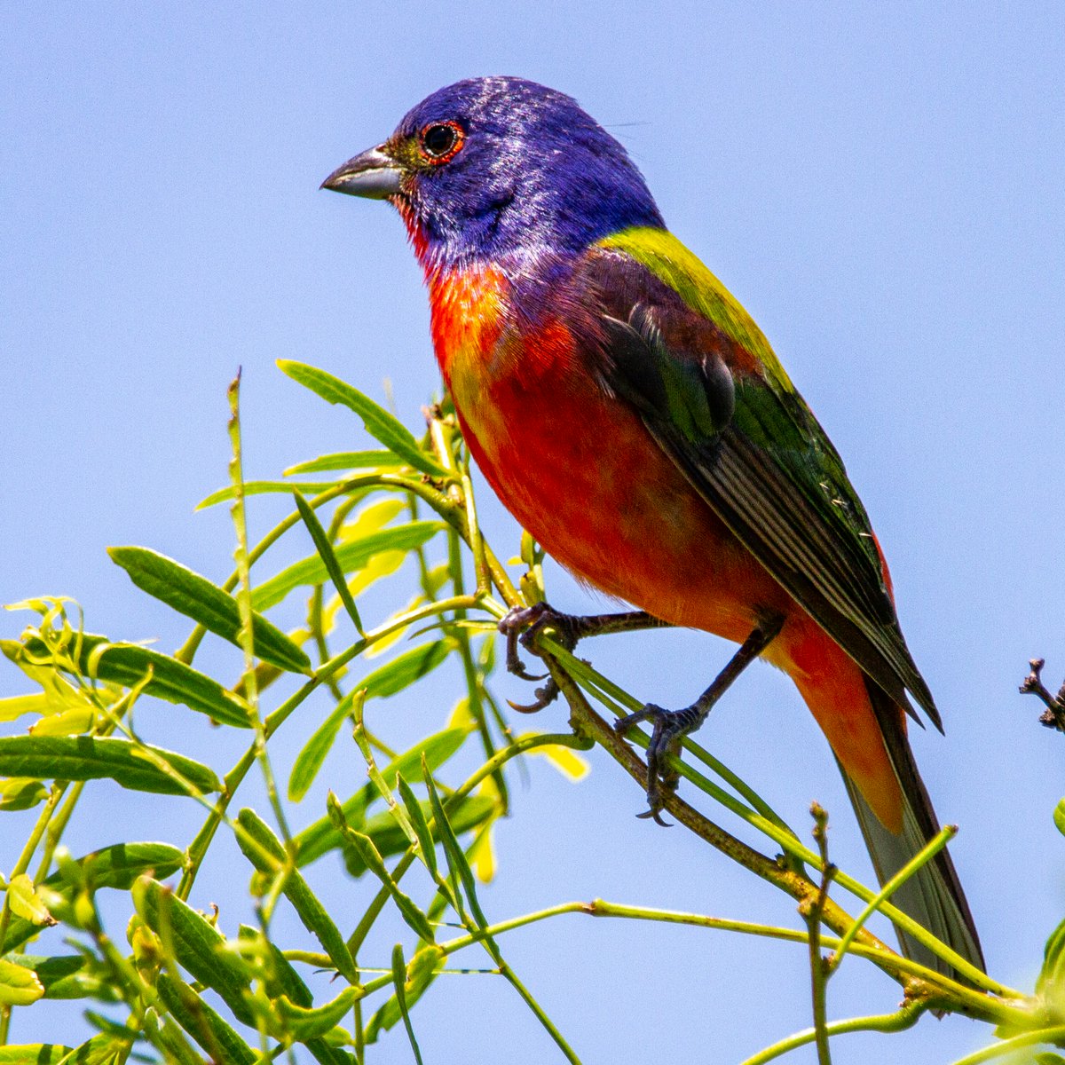 A painted bunting perched in a tree 🌈🇺🇸

#PHOTOS #beautiful #Mondayvibes #USA