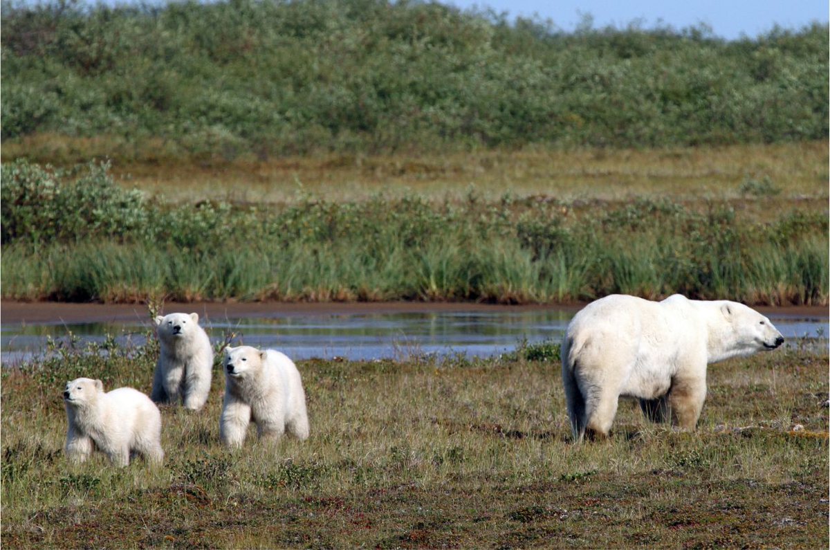 The University of Saskatchewan 2024 Images of Research contest and my photo of the polar bears received runner up in the 'from the field' category. Seeing moms with triplets used to be fairly common at about 10% of the population but is pretty rare now.