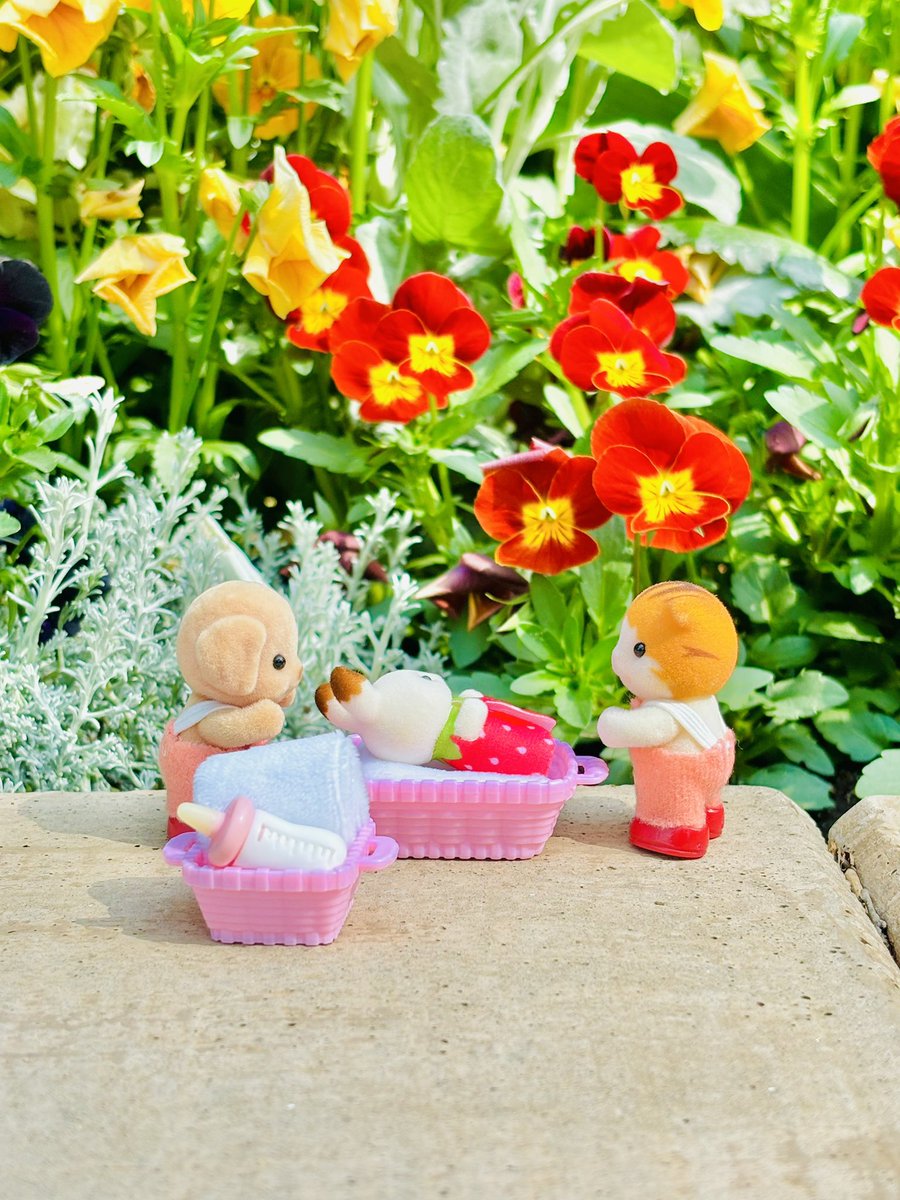 🐱「今日は赤ちゃんにお花を見せてあげた日のお写真です📸」 🐱「赤いお花もきれいだね🌺✨」 🐶「赤ちゃんもとってもかわいいね💖」