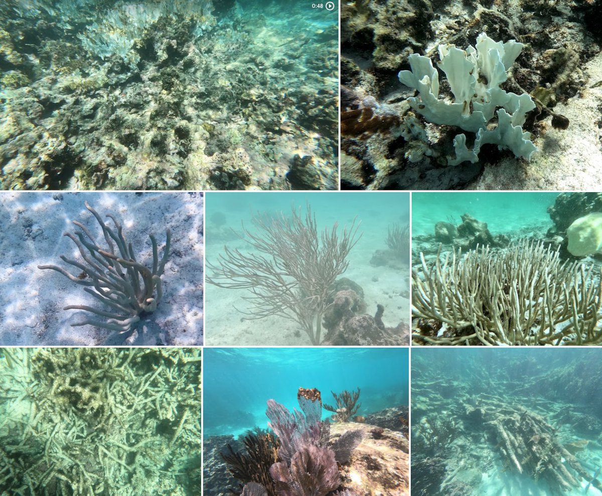 It's getting harder and harder to write these stories about #coralreefs and I don't really know what to do. It distresses me and I feel powerless to stop the dying. insideclimatenews.org/news/15042024/…