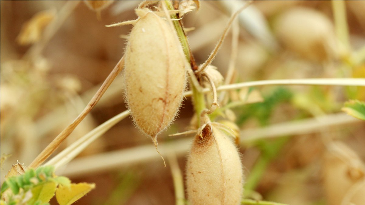 Reminder: April 30 is the last day to apply, make changes to (including updating your Declared Acres), or cancel coverage for Annual Crop Insurance. Login to AFSC Connect to view your confirmation of insurance and make a change request if you need any changes. #ABag