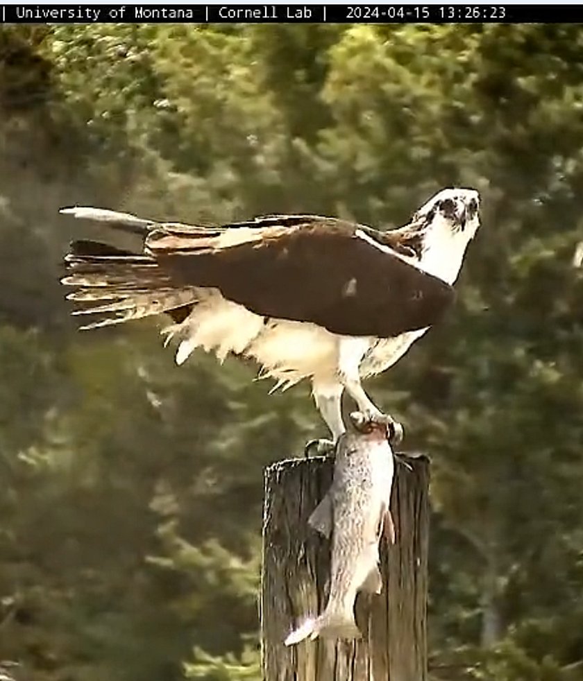 @HellgateOsprey 4-15 Iris and her 'Fishermen's Envy' size trout