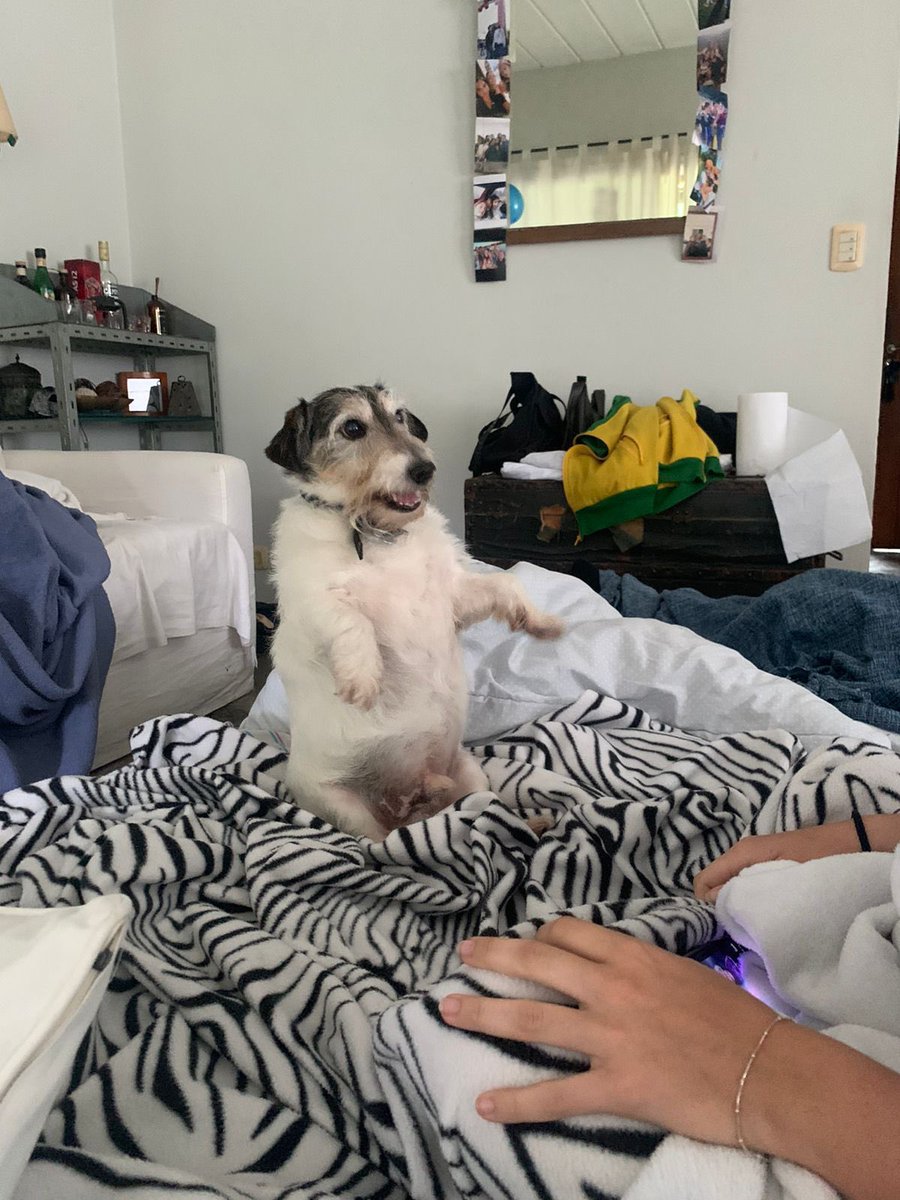 JAJJAJAJAJ DIOS hagan viral a mi perro gordo porfavor, es un choripan es increíble