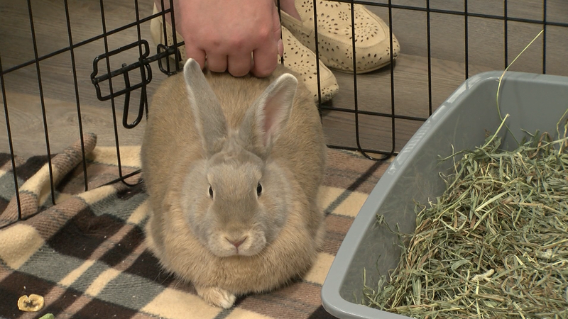 Bunnies hop their way into the hearts of a Medicine Hat accounting firm dlvr.it/T5YFCc