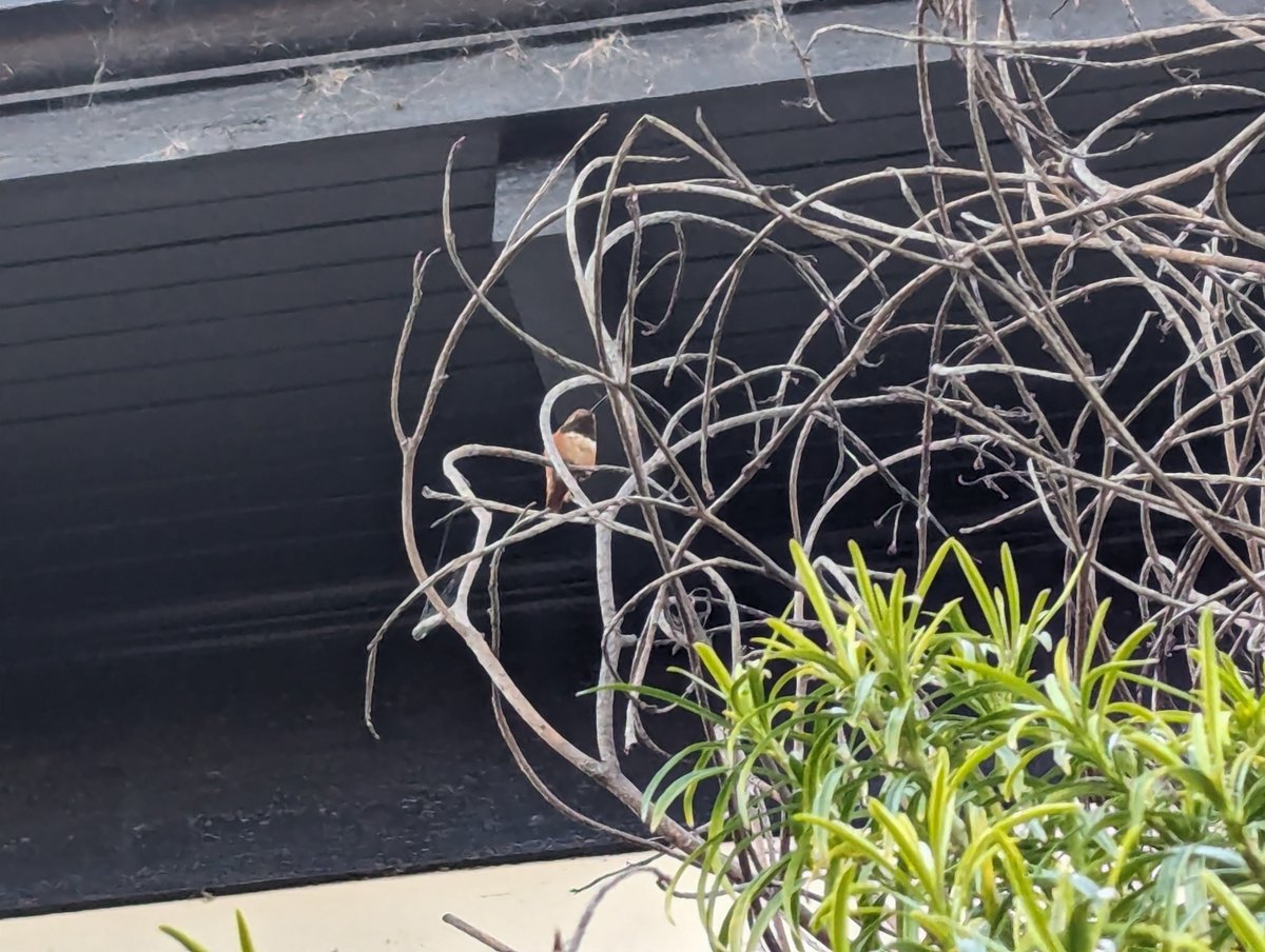 Hummingbird encounter