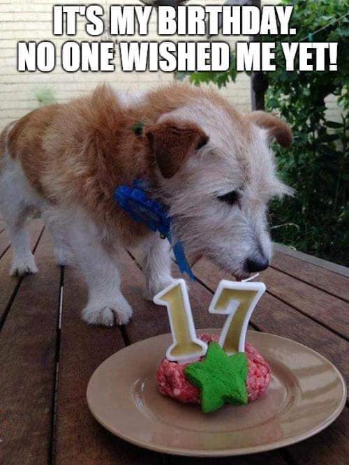Oh beautiful dog, happy birthday to you 🤗♥️