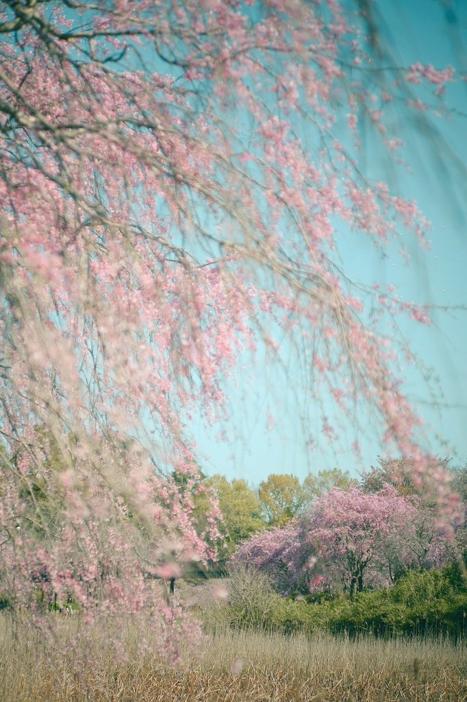 春は桜の雨が降る🌸

先週土曜日、茨城県石岡市
常陸風土記の丘
満開を迎えたしだれ桜

Z5＋日本光学 Nikkor 8.5cm f2 Lマウント（1948）

#オールドレンズ
#oldlens