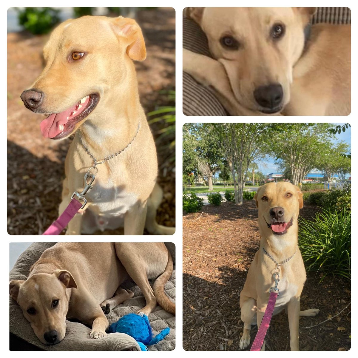 NATALIE FOSTERS: Cheesecake

• 2 yr male, fixed
• Good with dogs close to his size (65 lbs), no cats
• Has a disfigured foot that doesn’t slow him down one bit!
• Prefer a home with a large/fenced yard for him to run and play

Text Natalie: 813-966-6618 - Located in SWFL