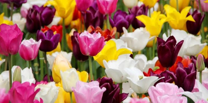 wang (@kedobor28250) on Twitter photo 