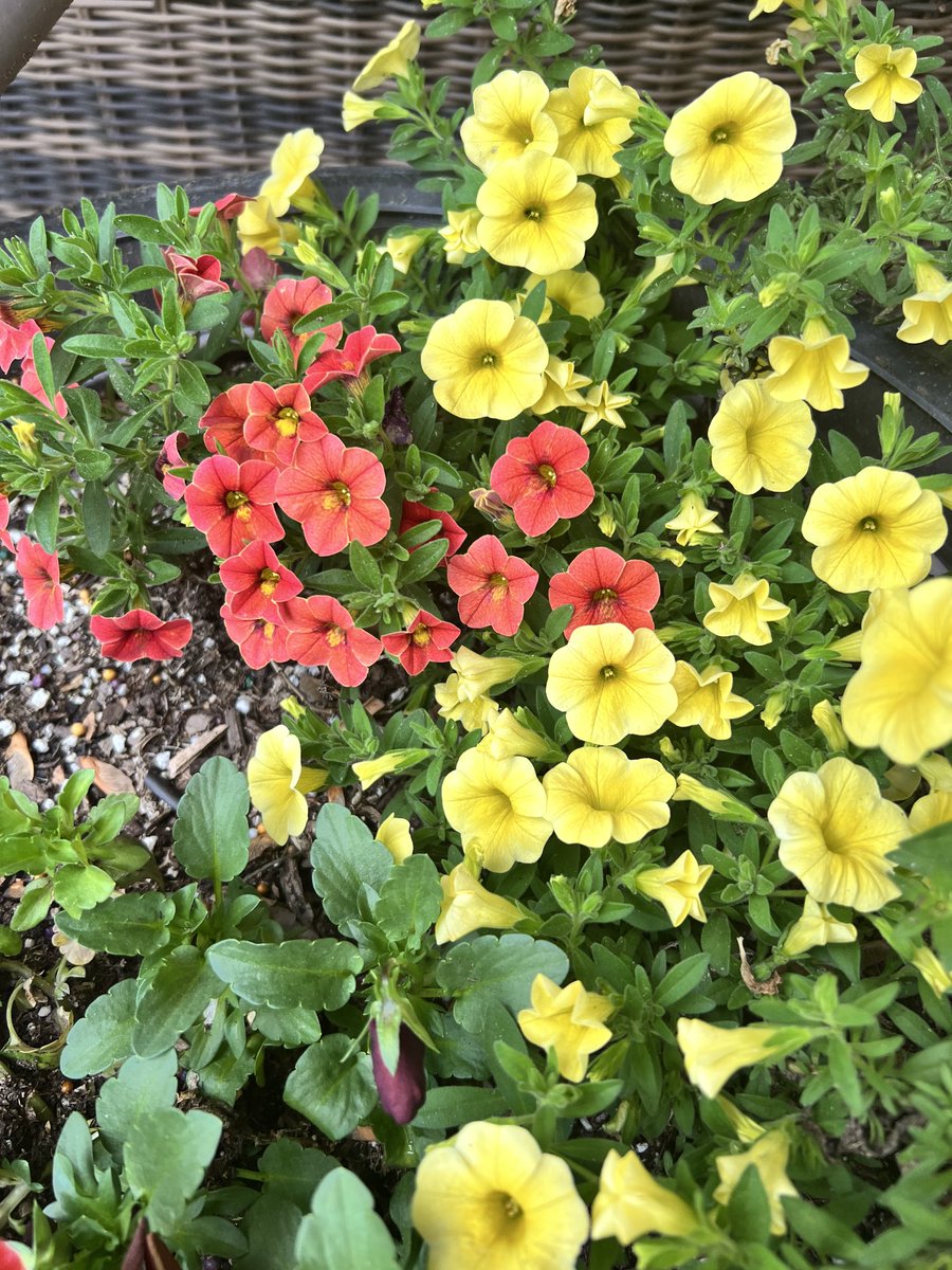 The petunias showing off their vibrant colors 😍