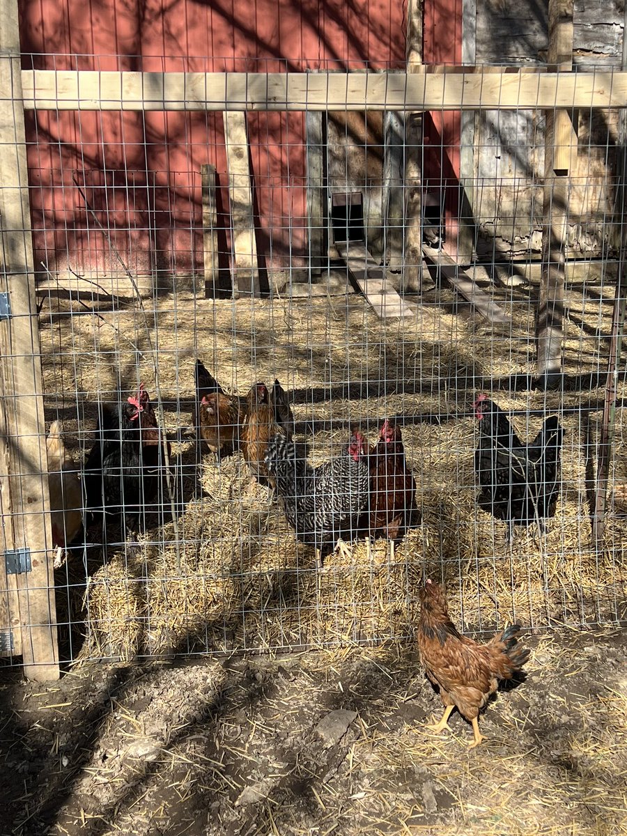MBerryFarms's tweet photo. Chickens on the Farm! https://t.co/Q2gg8jBFbh