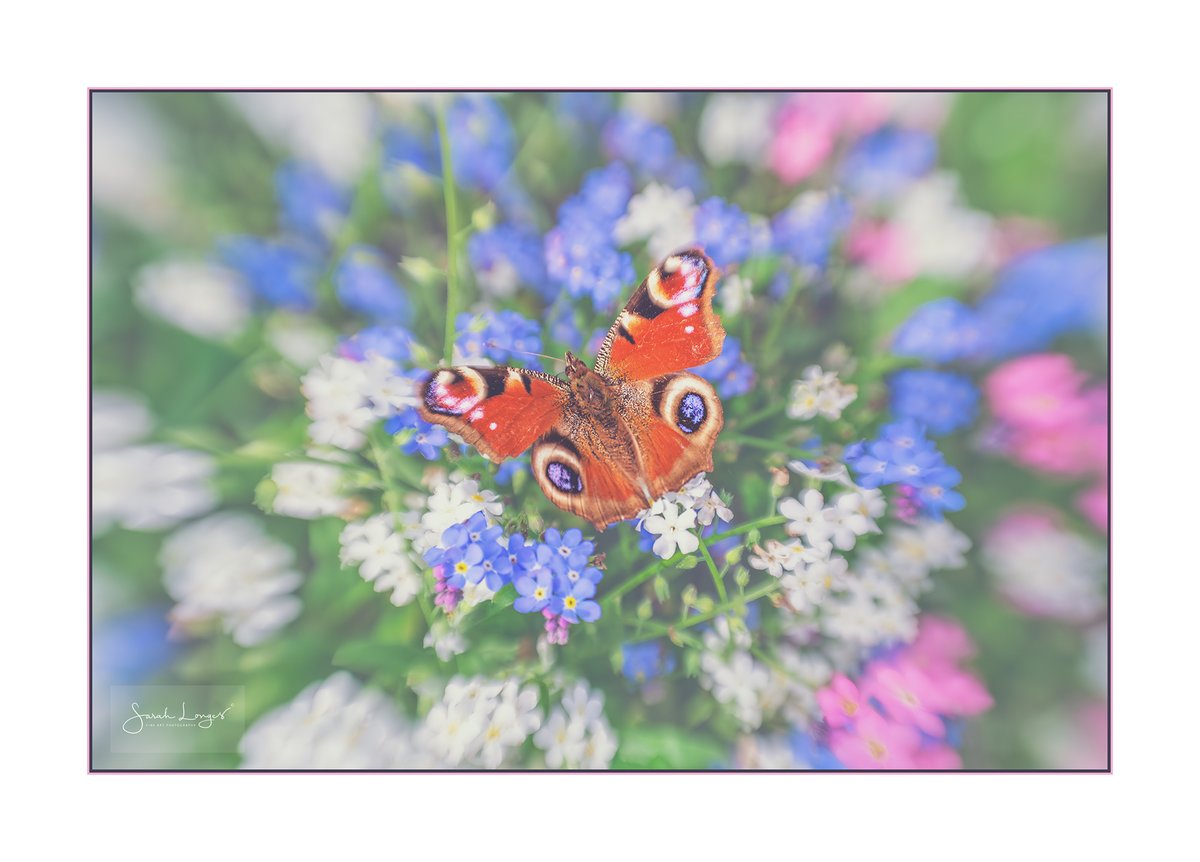 Peacock In Bloom #appicoftheweek #BBCWildlifePOTD I love the beautiful #blur from the @LensbabyUSA #Sweet22 #Xmount lens. It's not just for landscapes either! This #peacock #butterfly was lazily feeding on #forgetmenot's allowing me to get close 😊 #nature #wildlife #flowers