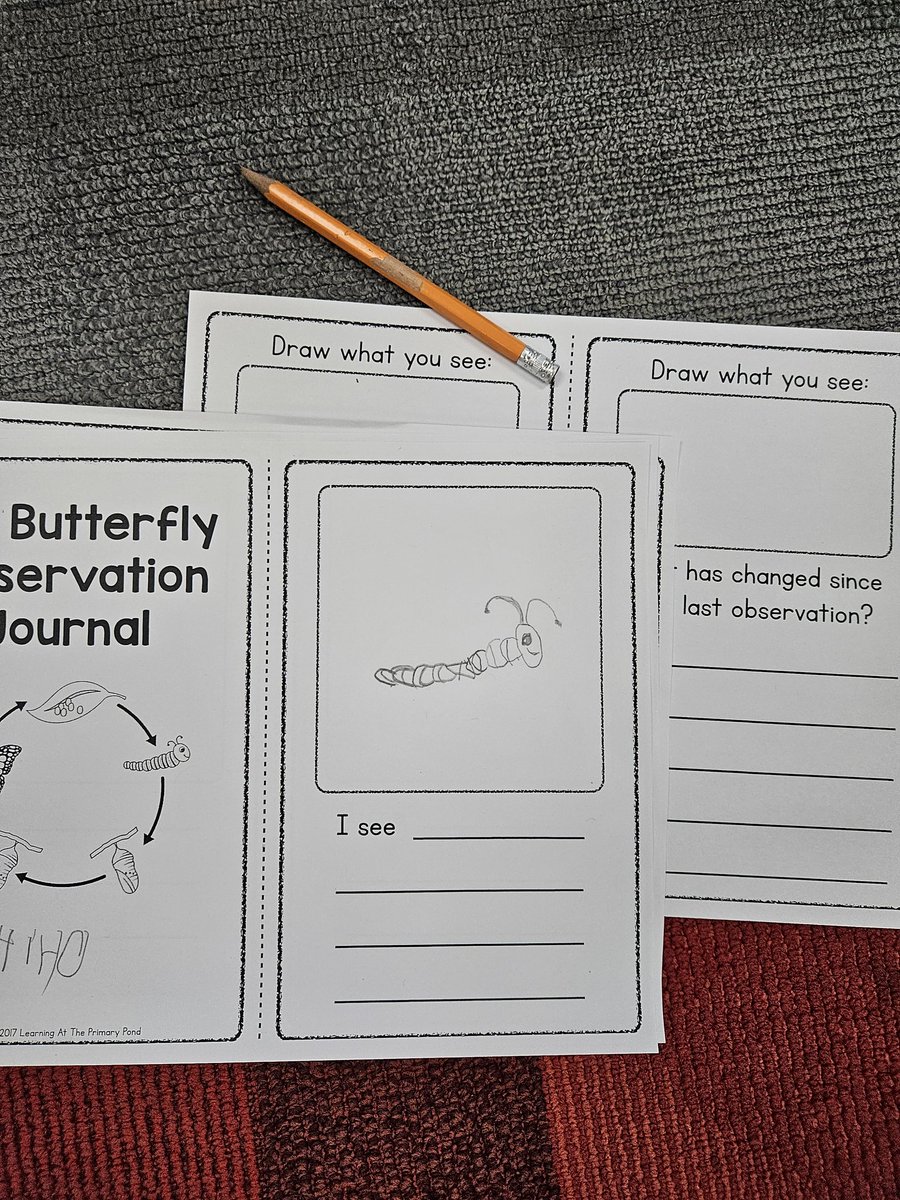 Today in Newcomers, we welcomed our caterpillars as we study the life cycle of a butterfly. They were so excited to see them up close. We will journal every few days to track their progress and change. #PLC4Newcomers @aquinn123 @HadeelAzzo @BlaineMcDowell