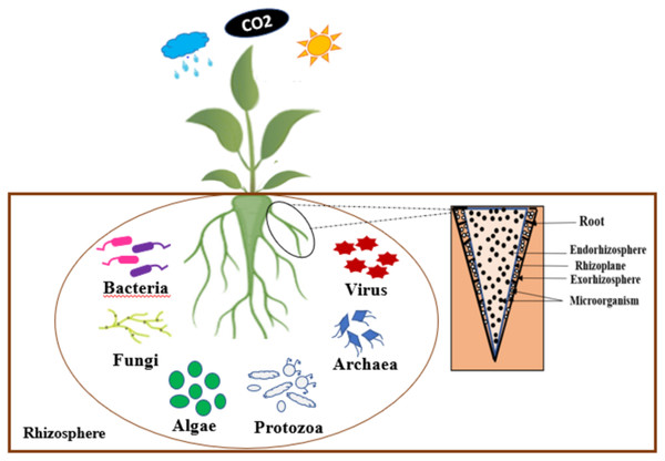 Promoting sustainable agriculture by exploiting plant growth-promoting rhizobacteria (PGPR) to improve maize and cowpea crops dlvr.it/T5YFkW @thePeerJ