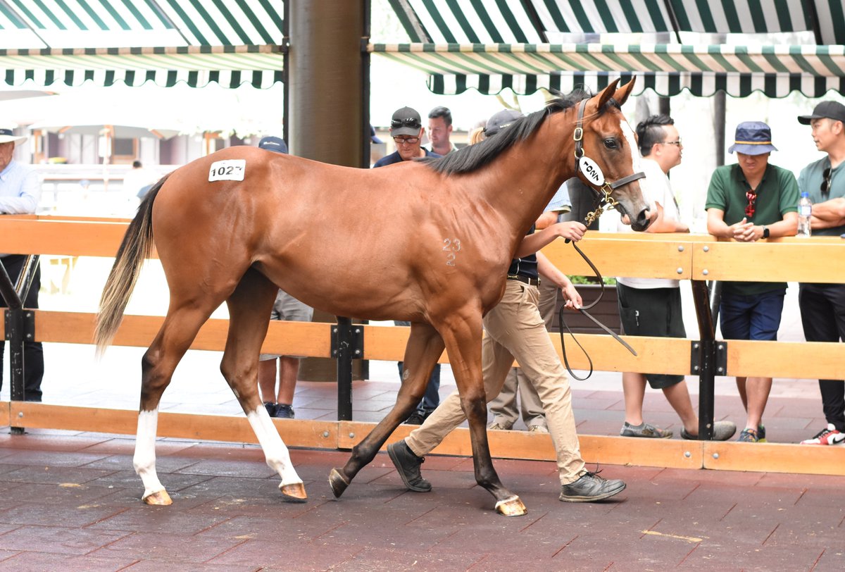 Robbie Patterson to train this strongly-built daughter of Preferment - check out the syndicate offer here: challengeracehorsesyndications.com/shares-in-new-…