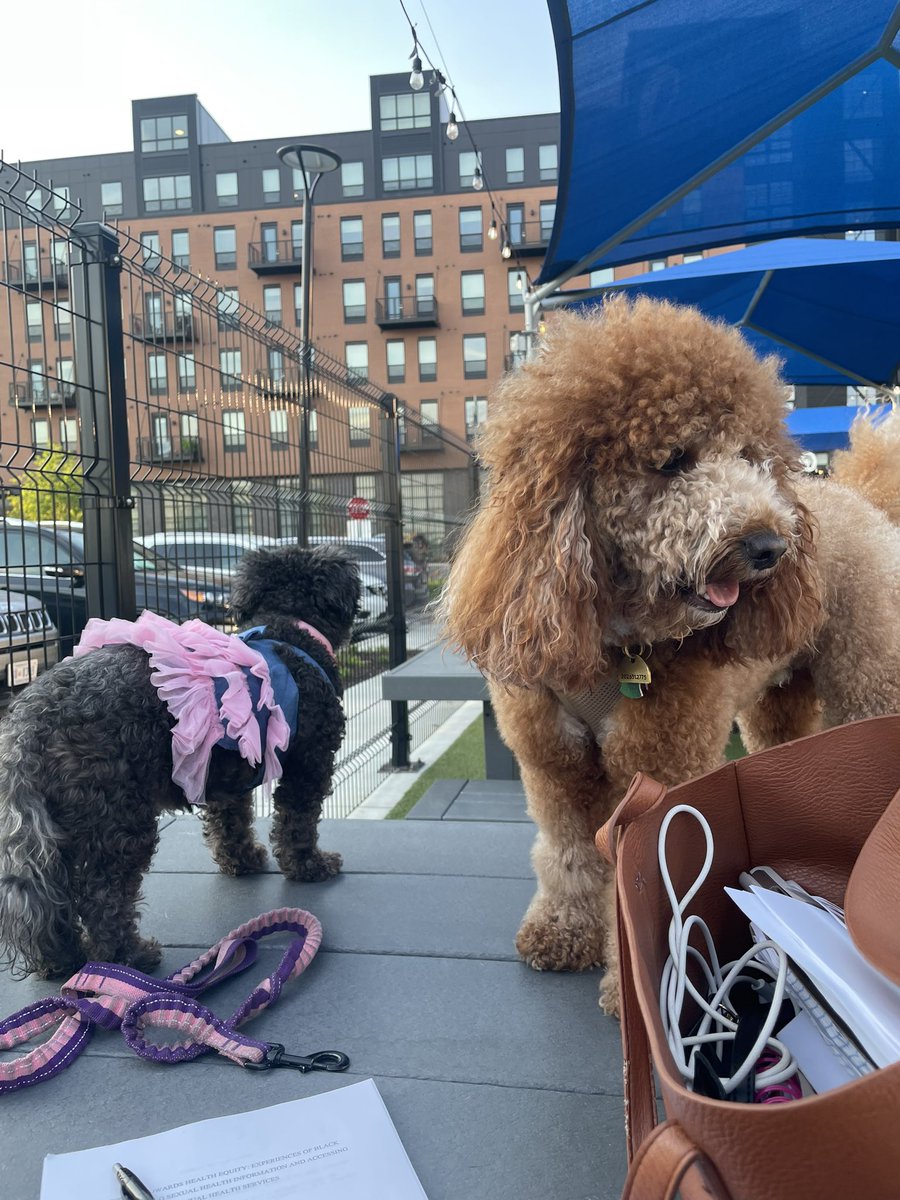 thenpthatcares's tweet image. Spent the late evening at @bark_social with Beauty. I was able to recruit 2 Black women during that time and read through 3 important articles ♥️. So far I’ve recruited over 10% of my goal of n=150 in 3 days! Thank you #sistas 🙏🏾  #worklifeintegration #pupsinscience