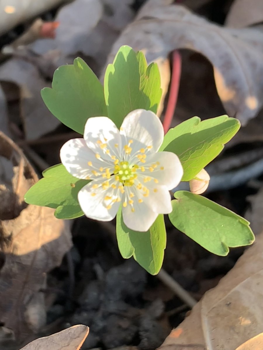 run.with.clouds.mom tweet media