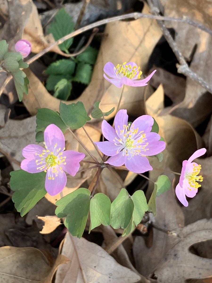 run.with.clouds.mom tweet media