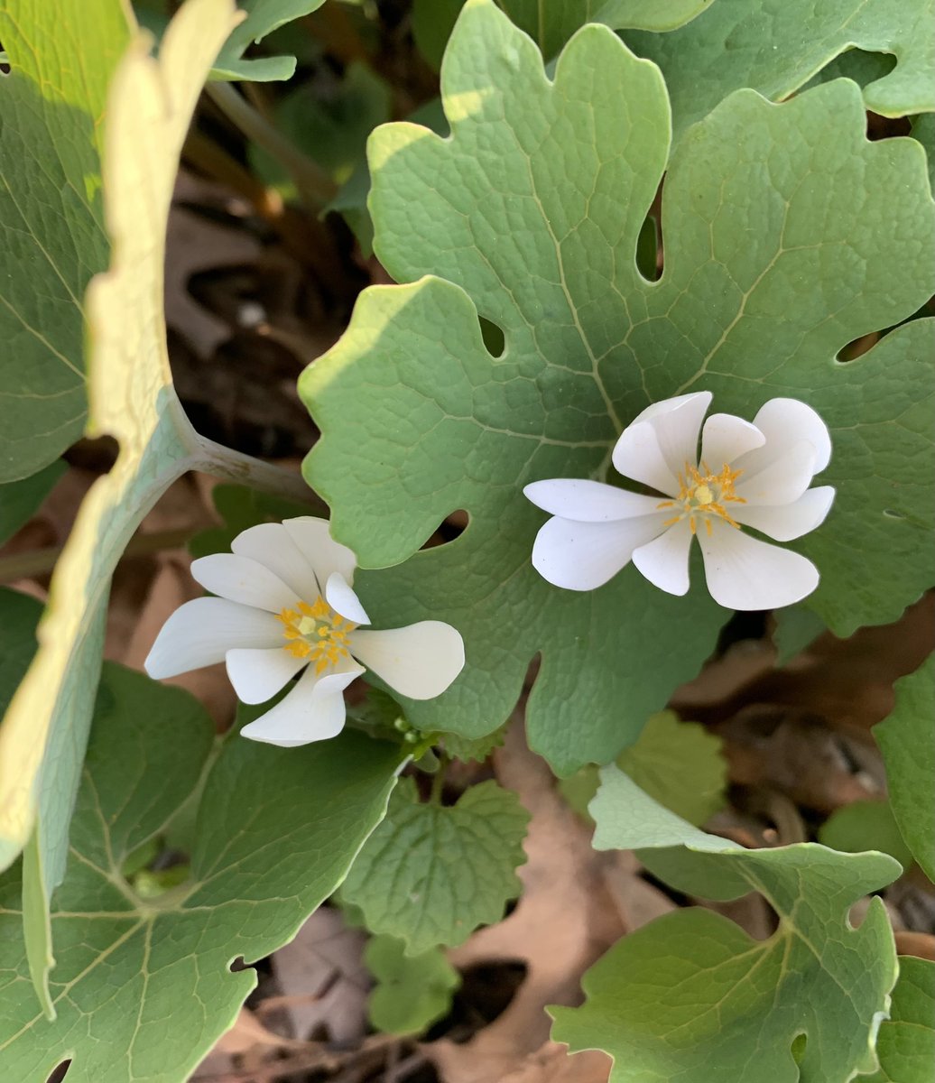 run.with.clouds.mom tweet media