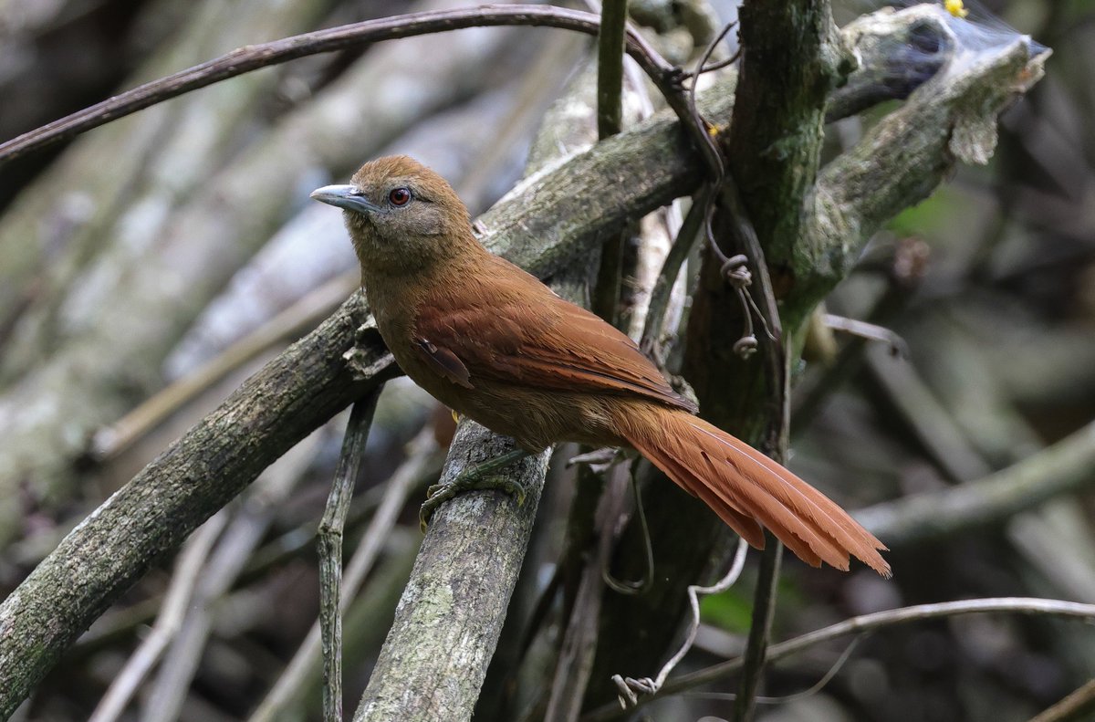 A Furnarid (type) photo bonanza today - often really shy, but today Red-billed Scythebill, Zimmer's Woodcreeper and [Brazilian] Plain Softtail gave some excellent views in the varzea forests: