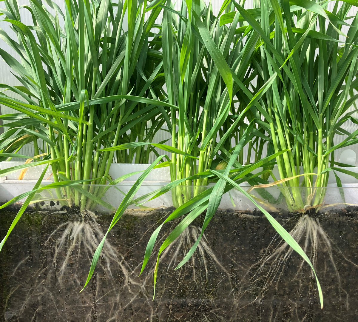 Pretty cool to see the speed & scale of wheat root development & interactions in real-time using new rhizoboxes in collaboration with the ANU node of @AustPlantPhenom 🌾
