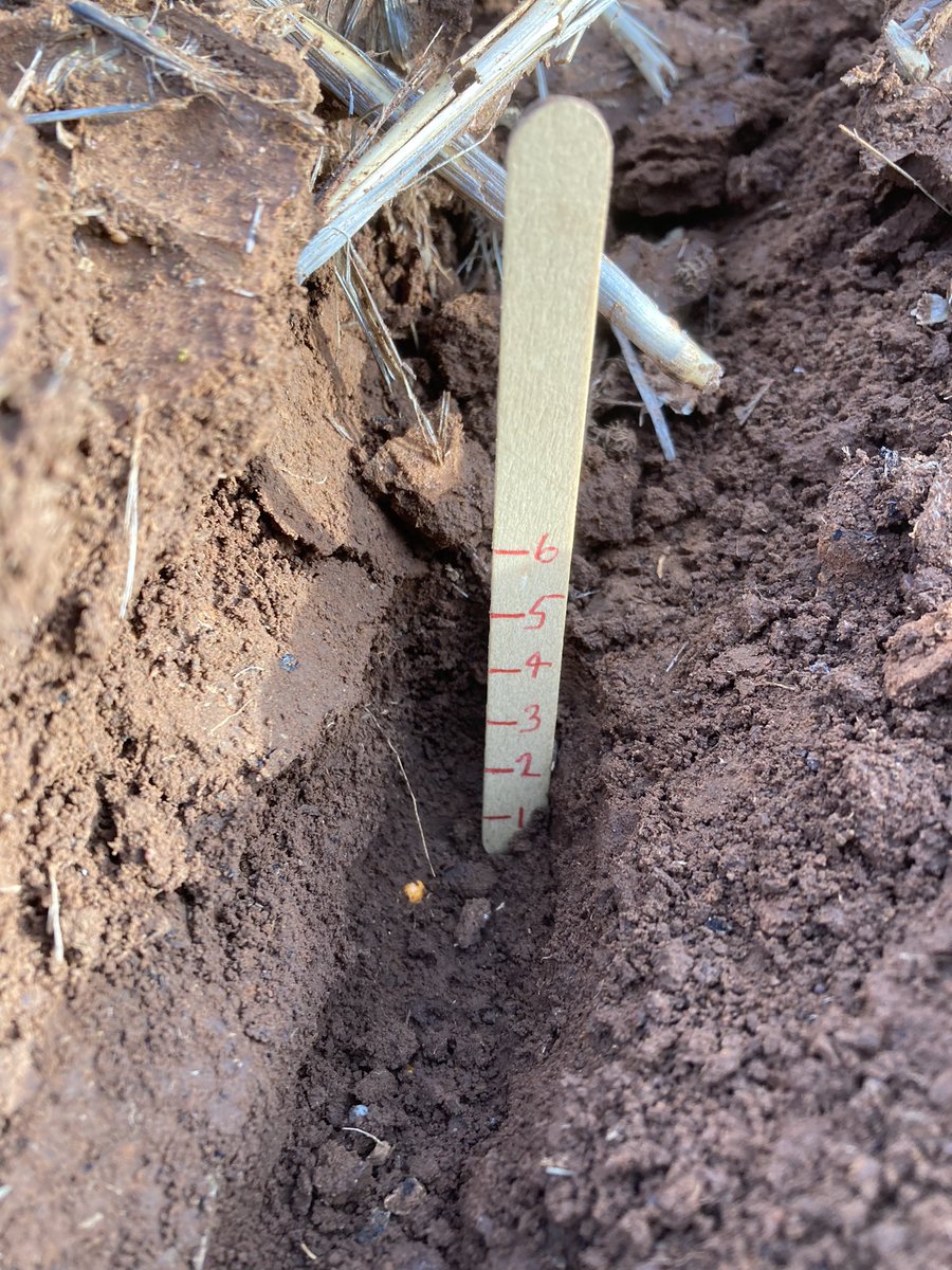 Results highlighting the benefit of sowing large diameter seed as canola seed depth increases. Key points
* biggest gains in est% came via removing <1.6mm seed
* large seed = larger cotyledons = quicker biomass production 
 @GRDCNorth @NSWDPI_AGRONOMY @GrainOrana @agrobaz