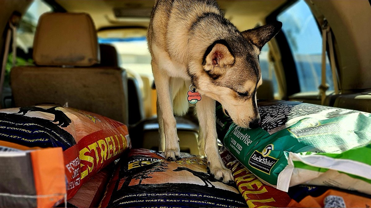 WhatTheCluck's tweet photo. My Farm Quality Control Manager inspecting the feed before I can unload it. 😆 https://t.co/fS5KtIY8ag