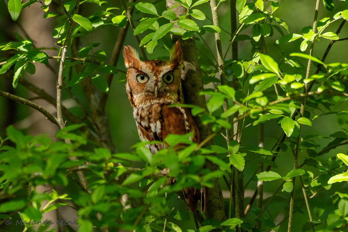 It was nice to get out and go birding today. This Eastern Screech Owl posed for over an hour for me. He was in the same spot when I left him. Cute little fellow! #MondayMood #owls #spring #nature