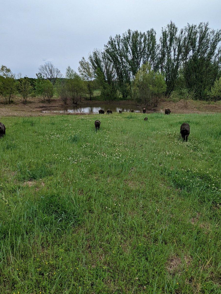 Pool and 5 more acres of fresh pasture is now open!
More interested eating clover and left over pecans than swimming today. 
That'll change when it gets hotter. New batch of 40 Hungarian Mangalistas getting rotated in next.
In case one wonders, yes, pigs can swim.