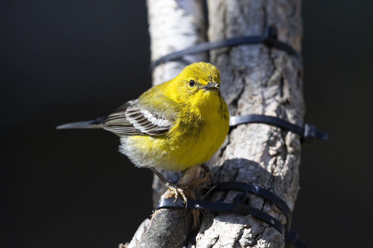 Josh Burch (@joshburch_photo) on Twitter photo First pine warbler of the year today ! <a href="/ONweatherbirder/">Ontario Weather Birding</a> <a href="/BirdsCanada/">Birds Canada</a> #Ontariobirds First pine warbler of the year today ! <a href="/ONweatherbirder/">Ontario Weather Birding</a> <a href="/BirdsCanada/">Birds Canada</a> #Ontariobirds