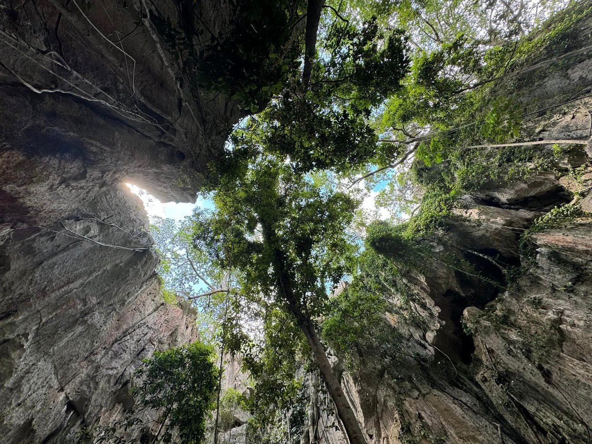 SailInnYeppoon's tweet photo. The entrance of the famous Capricorn caves, with an abundant of trees, tall cliffsides and vines. when you look up it's almost too surreal to believe⛰️ 

📷 @LynnDeuis 
📍 30 Olsens Caves Rd, The Caves QLD 4702 https://t.co/hh8L2S2Nlw